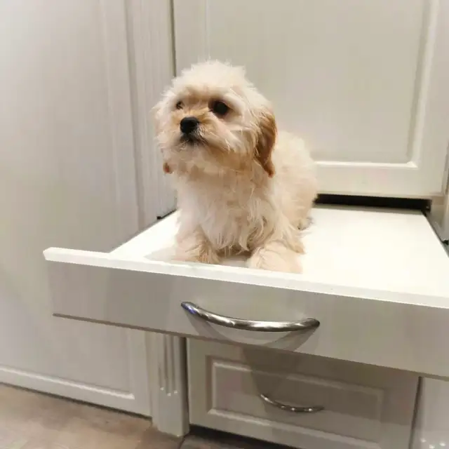 Cavalier King Charles x Puppies in Dogs & Puppies for Rehoming in Markham / York Region - Image 5