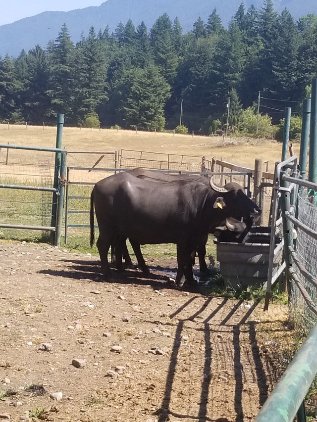 Water Buffalos for sale  in Livestock in Chilliwack