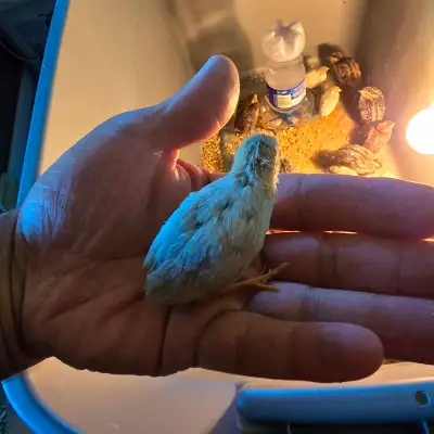 6 button quails hatched kn may 11th. 5$ each, selling all together. 4️⃣3️⃣8️⃣.5️⃣2️⃣9️⃣.5️⃣3️⃣0️⃣9️⃣