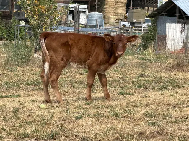 Assorted sizes and breeds of weaned calves heifers and steers in Livestock in Vernon - Image 6