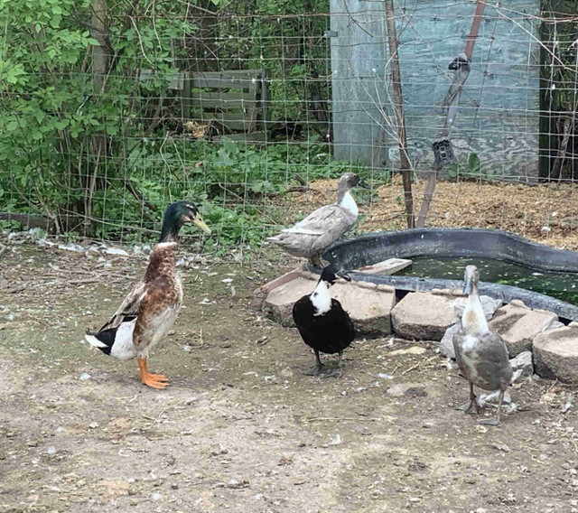 Runner Hatching Duck Eggs  in Livestock in Ottawa