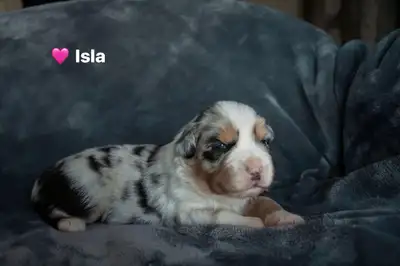 CKC Australian Shepherd Puppies, View more