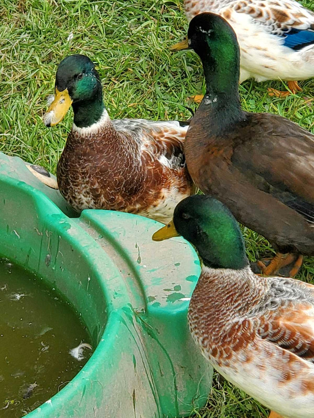 Call Duck Hatching Eggs For Sale in Livestock in Napanee - Image 4