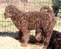 LABRADOODLE+HAPPY &, LOVING, REDUCED TO FIND THEIR FUREVER HOMES