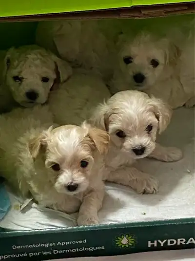 Maltese/Shih Tzu for sale, View more