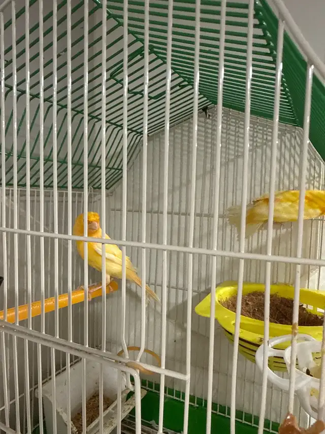 Canaries in Birds for Rehoming in Regina - Image 4