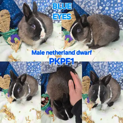 Pure Netherland dwarf rabbits ready for their fur-ever home, these are the tiniest ones Check out my...