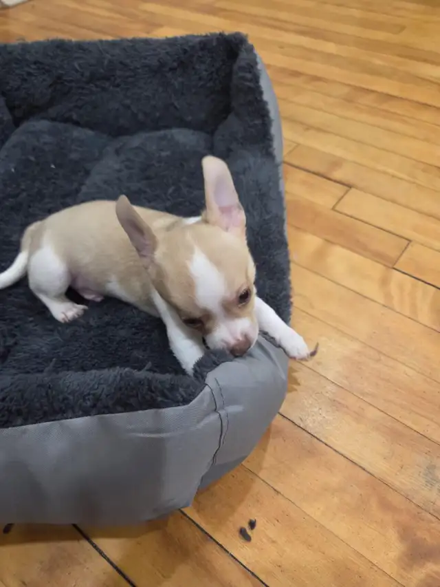 beautiful chihuahuas male in Dogs & Puppies for Rehoming in City of Montréal - Image 5