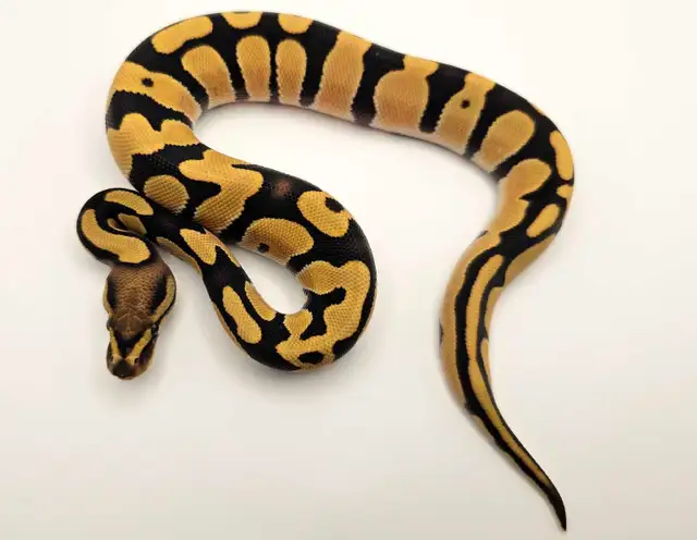 *FALL SALE* Desert Ghost Ball Python Hatchlings ♡ | Reptiles ...