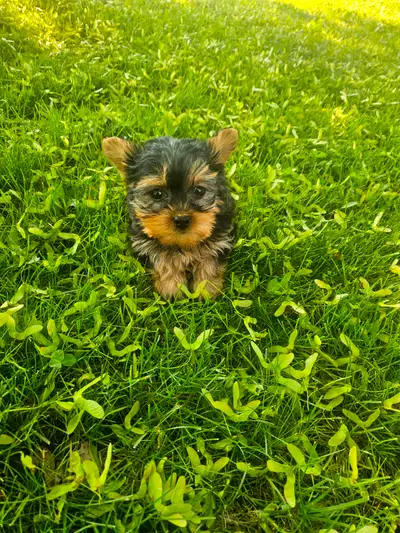 Only 2 Females Looking to add a lovable, lively little companion to your family? Our charming Shorki...