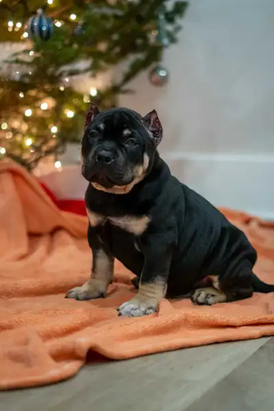 American bulldog puppies, View more