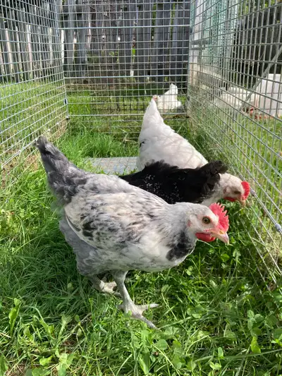 young roosters, View more