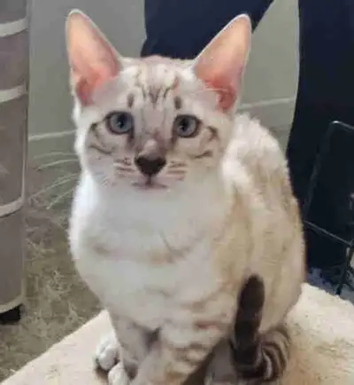 chaton bengal de haute qualité snow, View more