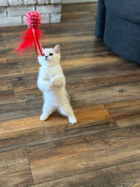 Male British Shorthair Kitten (14 weeks old)