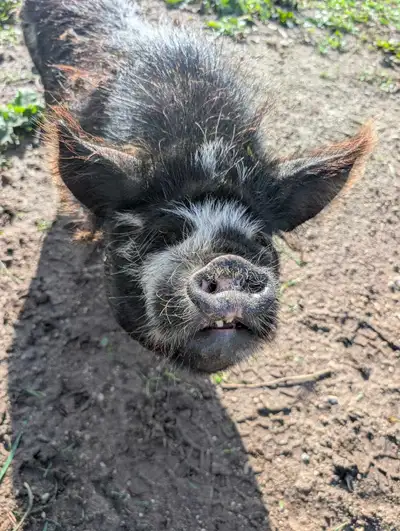 kunekune pig, View more