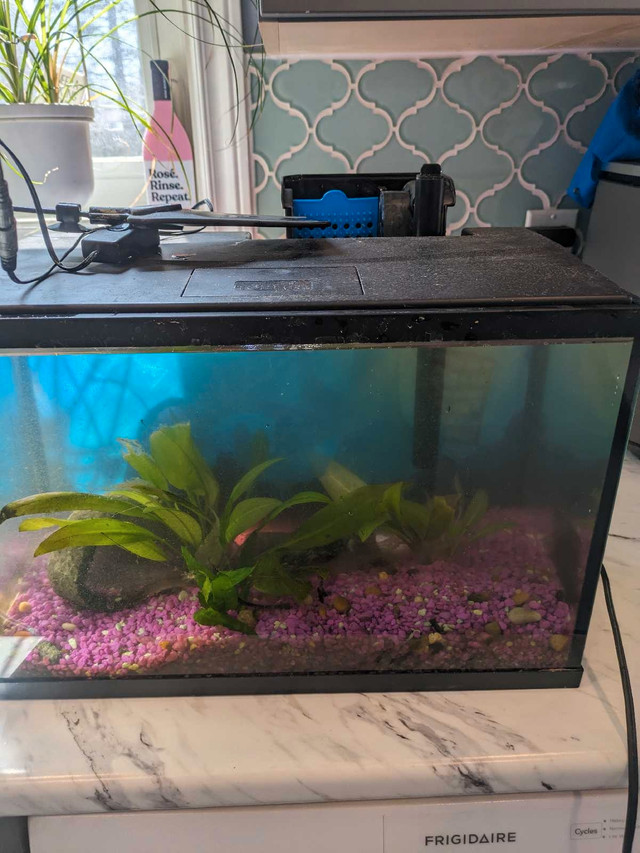 5 gallon planted fish tank  in Fish for Rehoming in Peterborough