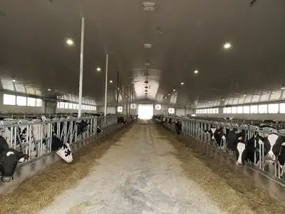 We are looking for someone to join our team. This position includes caring for baby calves, and some...