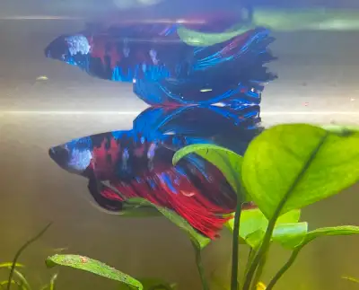 Thailand Koi betta blue, View more