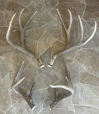 3 sets of sheds in great shape. Two mule deer and one whitetail. Can ship anywhere. 400 for the firs...
