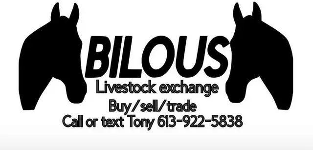 looking for horses  in Horses & Ponies for Rehoming in Kingston - Image 2