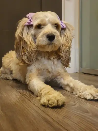 Beautiful Cockapoo Female, View more