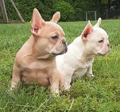 French bulldog / Bouledogue français !!!, View more