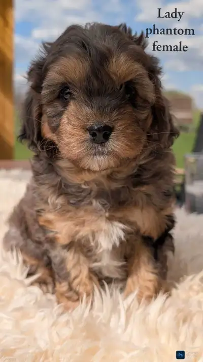 Adorable Cavapoo Pups!, View more