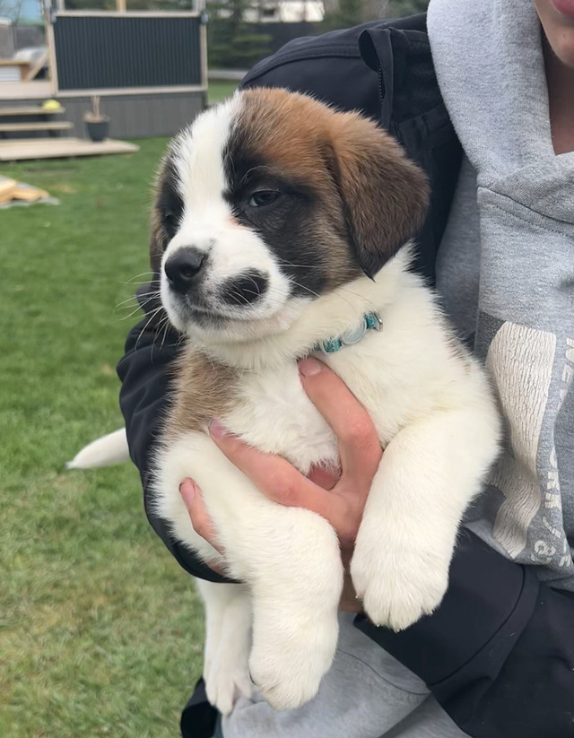 Loving St Bernard Puppies in Dogs & Puppies for Rehoming in Lethbridge - Image 4