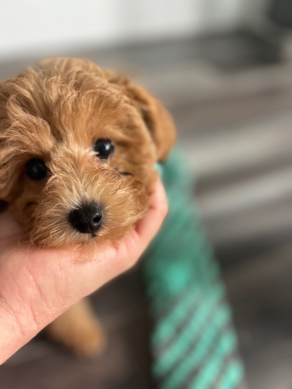 Toy Poodle Puppy Dogs & Puppies for Rehoming Bedford Kijiji