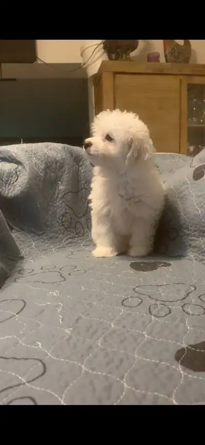 Maltipoo Puppies, View more