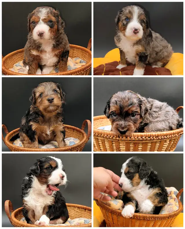 Mini bernedooodles in Dogs & Puppies for Rehoming in Vancouver - Image 7