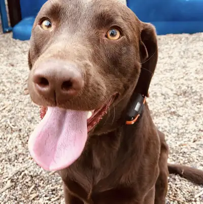 Hi, I’m a responsible, trustworthy, pet owner, that has raised many pawsome personal pets. Experienc...