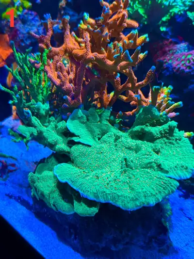 Reef aquarium - big coral colonies (1-10) , View more
