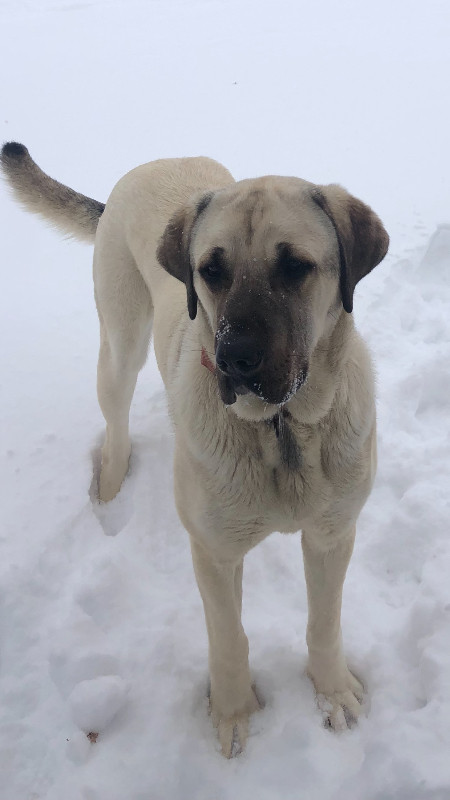 Malakili female 1 year old guard dog in Dogs & Puppies for Rehoming in Winnipeg - Image 2