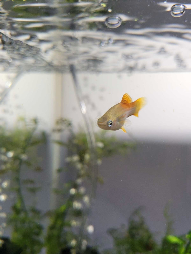 Swordtails for sale. in Fish for Rehoming in Trenton