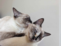 On hold: Two Sweet Siamese/Ragdoll Sisters in Search of Home
