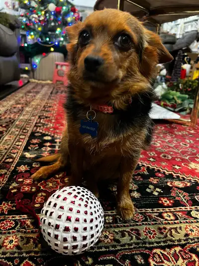 Chorkie for rehoming!, View more