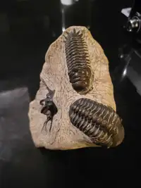 270 million year old Trilobite Fossils