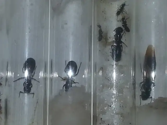 Ant Farm, Pet Ants with Queens in Test Tube setups in Other Pets for Rehoming in Edmonton - Image 7