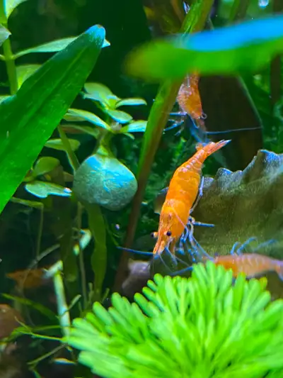 Sunkist Orange Pumpkin Shrimp, View more