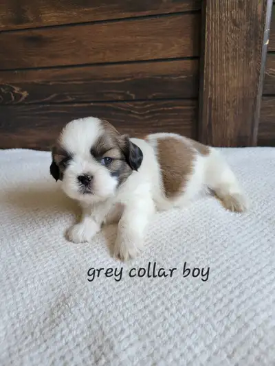 Shih Tzu puppies, View more