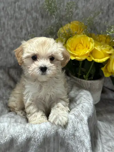 MALTESE X POODLE, View more