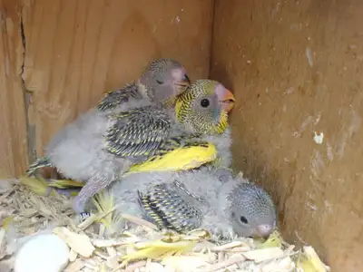 Hello! I am looking for a baby/chick Budgie that I can handfeed. If you have one please let me know...
