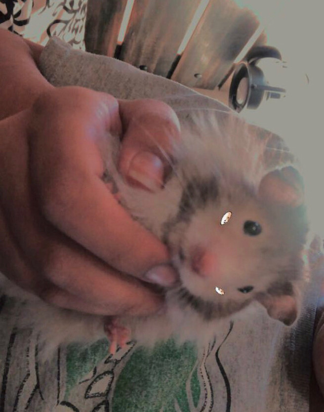 Teddy bear Hamster Small Animals for Rehoming Calgary Kijiji