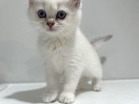 Pure breed British short/long kittens - gifts available