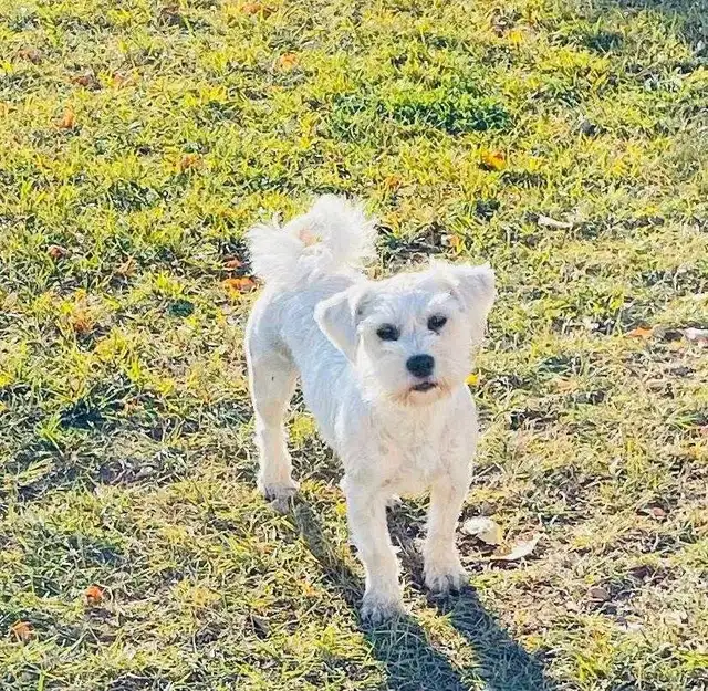 Miniature Schnauzer/Shitzu cross Mini Poodle in Dogs & Puppies for Rehoming in Hope / Kent - Image 7