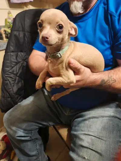 Chiwawa male a vendre, View more