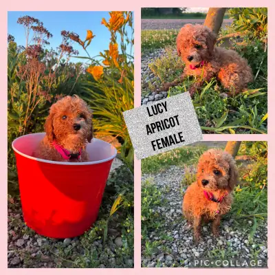 Toy Poodle Puppies, View more