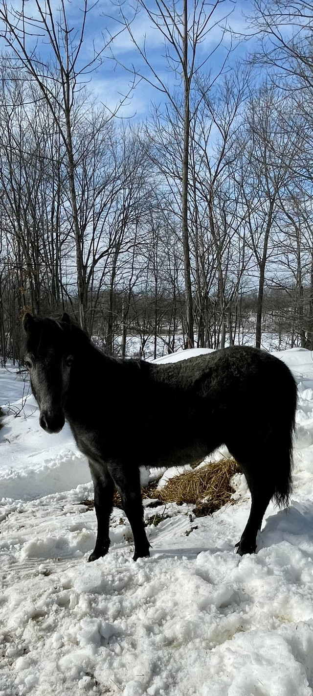 Newfoundland Pony Stallion  in Other in Kingston - Image 3