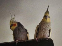 ISO: Young Female Cockatiel  Name Your Price 